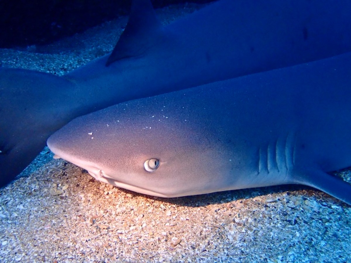 Two sharks resting on the sand get illuminated by scuba divers on a night dive at Mala Wharf in Lahaina, Maui.