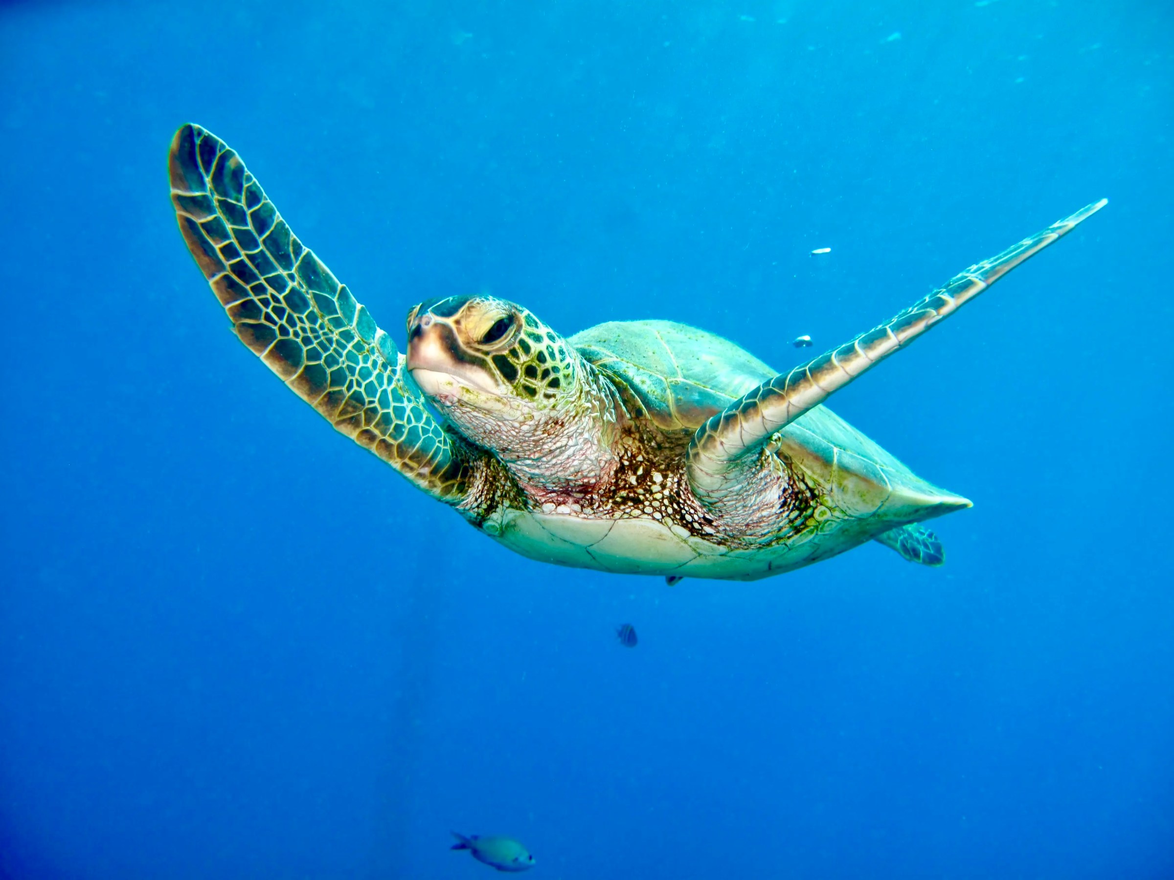 Hawaiian green sea turtle swimming in clear blue water near Ka'anapali, Maui.