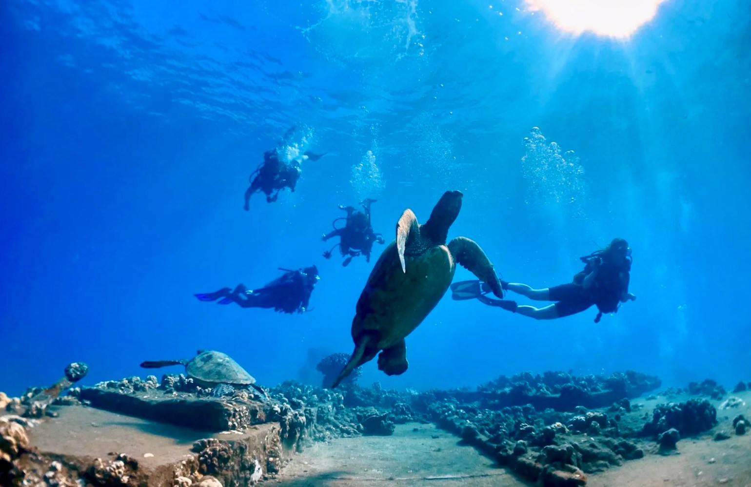 Scuba divers watching sea turtles above the reef and submerged pier remains at Mala Wharf in Maui.