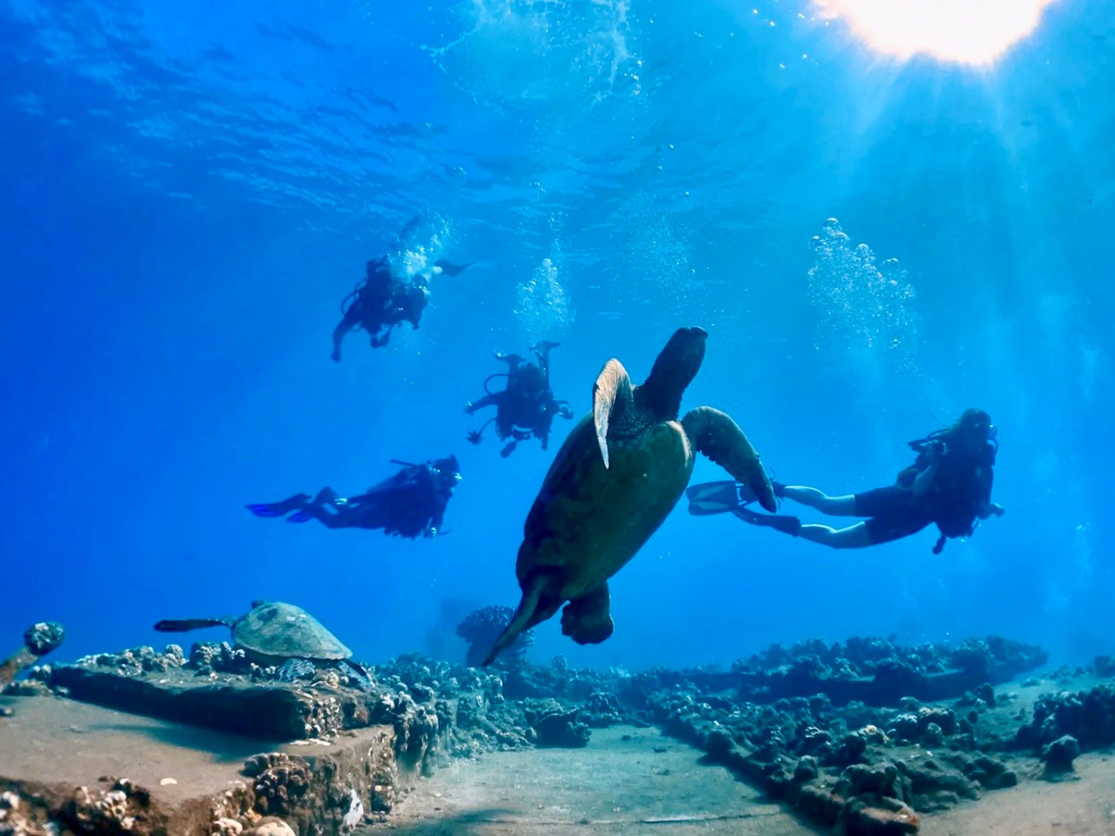 Scuba divers watching sea turtles above the reef and submerged pier remains at Mala Wharf in Maui.
