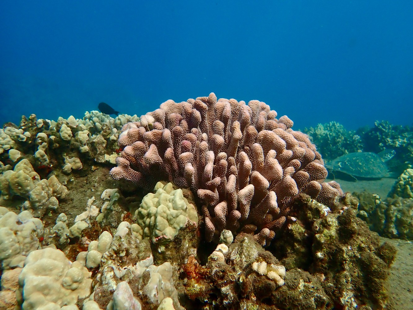 Healthy coral growing on a Maui reef with small reef fish nearby.